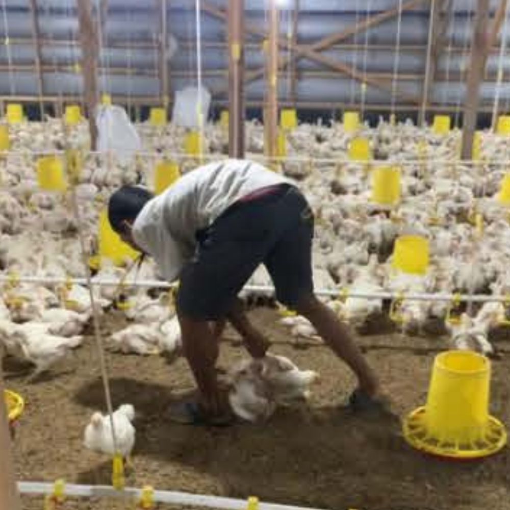 Panen Ayam