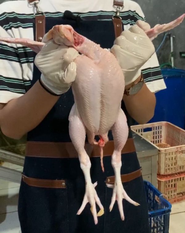 Ayam Palcek